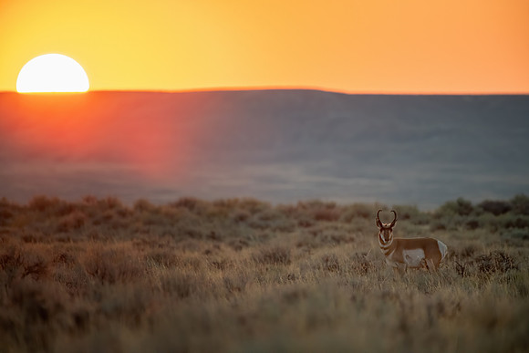 Pronghorn Sunset
