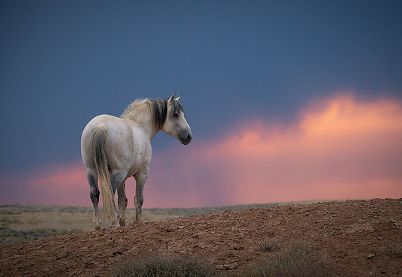 Wild Horse Sunset