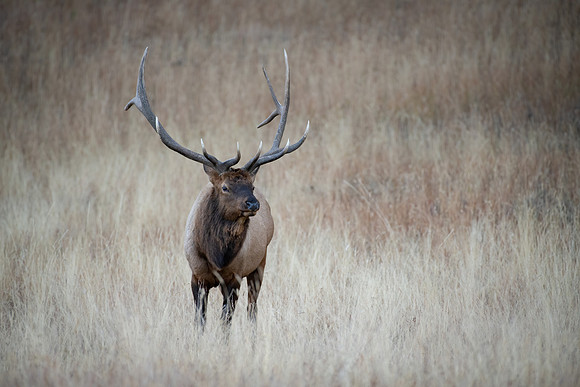 Yellowstone Bull Elk