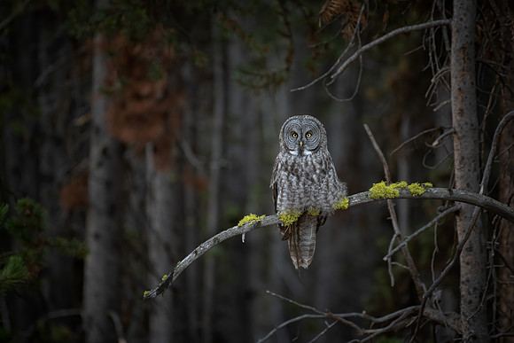 Great Gray Owl in Fall