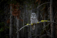 Great Gray Owl in Fall