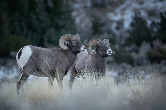Dark Rams