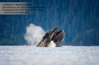 Humpback Feeding In Alaska