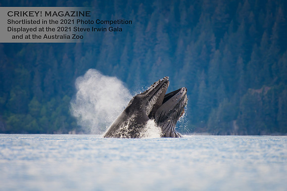 Humpback Feeding In Alaska