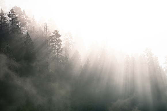 Yellowstone Dream