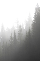 Lodgepole Fog