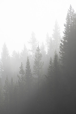 Lodgepole Fog