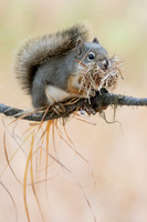 A red squirrel from last fall, preparing some bedding for their nest, or drey. Active all winter and busy year-round planning for that winter by caching food, chasing thieving squirrels away, and stea