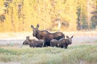 Moose Twins