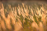 Golden Grass