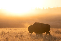 Golden Bison Silhouette