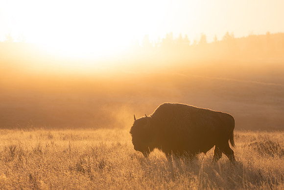 Golden Bison Silhouette
