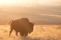 Sun Ray Bison