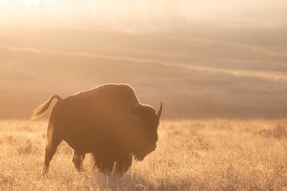 Sun Ray Bison