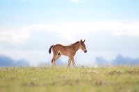 Wild Colt