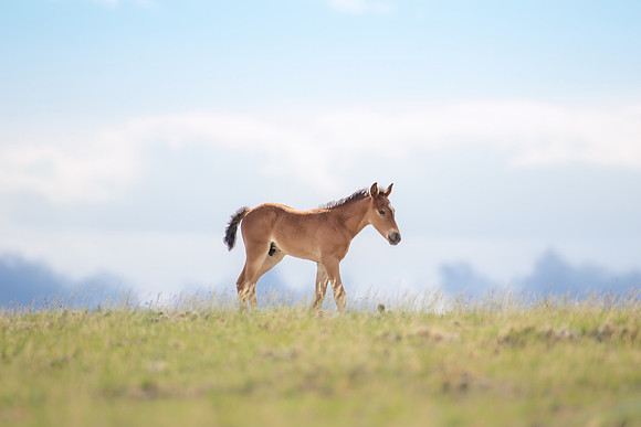 Wild Colt