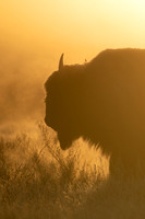First Light Bison