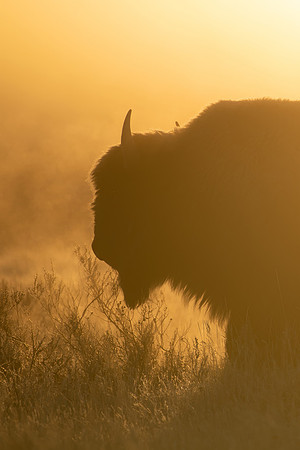 First Light Bison