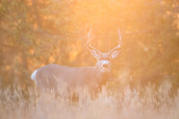 Golden Mule Deer