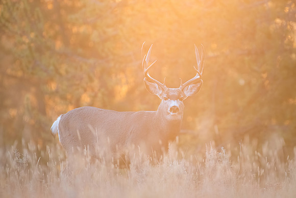 Golden Mule Deer