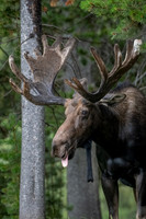 Silly Moose