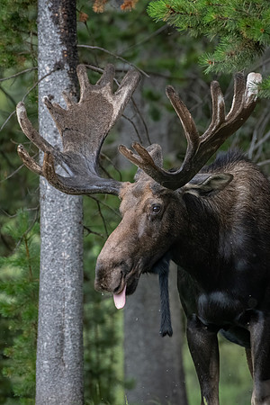 Silly Moose
