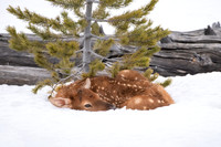 Elk Calf In Snow