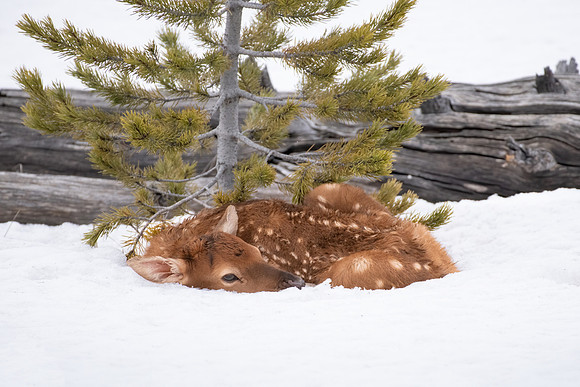 Elk Calf In Snow